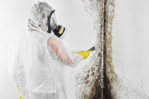 Best Crawl Space Mold Removal  in Vienna Bend, LA