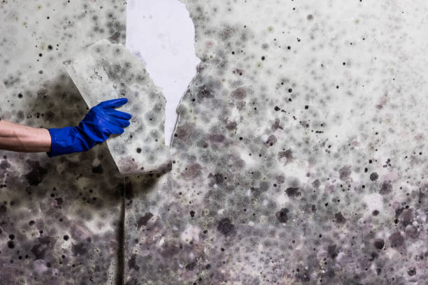 Best Mold Cleaning Services  in Vienna Bend, LA
