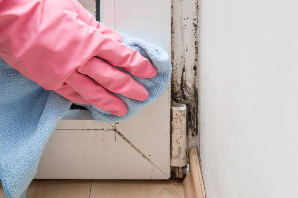 Best Mold Removal Process  in Vienna Bend, LA