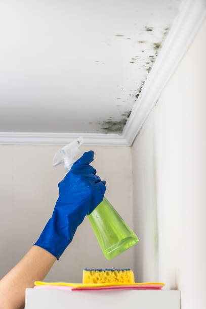 Best Local Mold Removal Service  in Vienna Bend, LA
